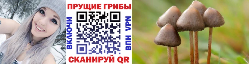 kraken зеркало  Курчатов  Галлюциногенные грибы мицелий 